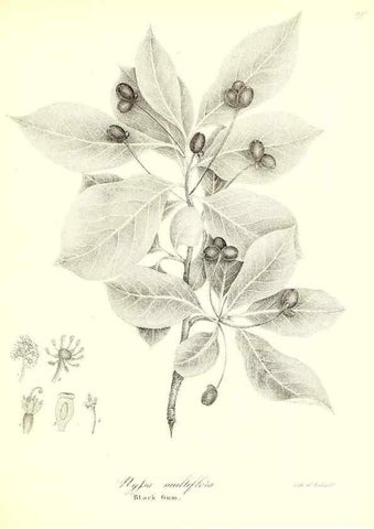 Reproducción/Reproduction 49123124682: A flora of the State of New-York, comprising full descriptions of all the indigenous and naturalized plants hitherto discovered in the state;. Albany,Carroll and Cook, Printers to the Assembly,1843.. 