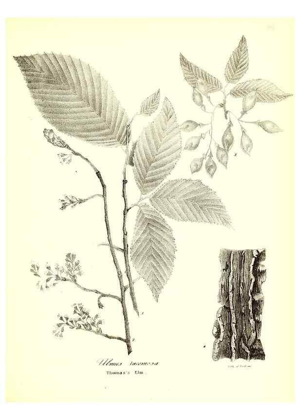 Reproducción/Reproduction 49122938126: A flora of the State of New-York, comprising full descriptions of all the indigenous and naturalized plants hitherto discovered in the state;. Albany,Carroll and Cook, Printers to the Assembly,1843.. 