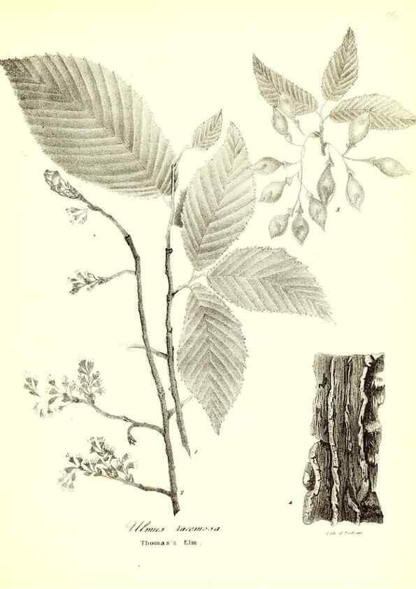 Reproducción/Reproduction 49122938126: A flora of the State of New-York, comprising full descriptions of all the indigenous and naturalized plants hitherto discovered in the state;. Albany,Carroll and Cook, Printers to the Assembly,1843.. 