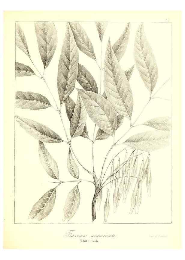 Reproducción/Reproduction 49122432918: A flora of the State of New-York, comprising full descriptions of all the indigenous and naturalized plants hitherto discovered in the state;. Albany,Carroll and Cook, Printers to the Assembly,1843.. 