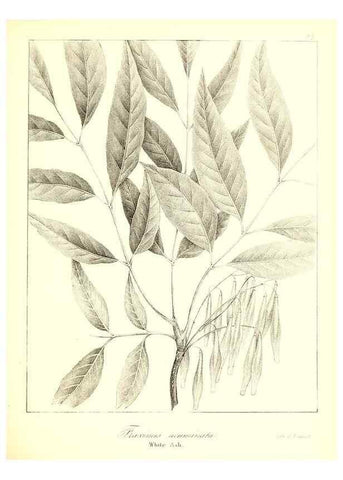 Reproducción/Reproduction 49122432918: A flora of the State of New-York, comprising full descriptions of all the indigenous and naturalized plants hitherto discovered in the state;. Albany,Carroll and Cook, Printers to the Assembly,1843.. 