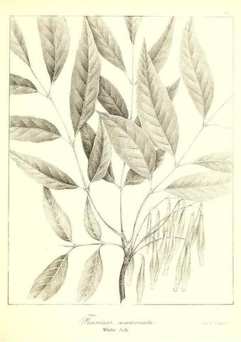 Reproducción/Reproduction 49122432918: A flora of the State of New-York, comprising full descriptions of all the indigenous and naturalized plants hitherto discovered in the state;. Albany,Carroll and Cook, Printers to the Assembly,1843.. 