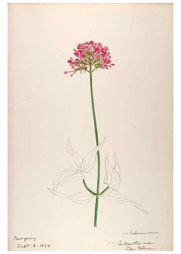 Reproducción/Reproduction 48792826932: [Water-color sketches of plants of North America and Europe]. . 