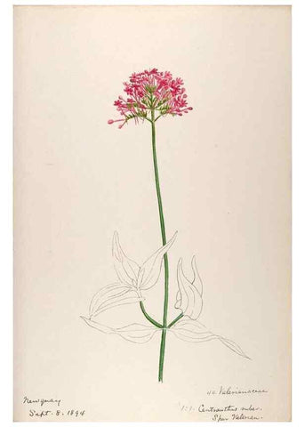 Reproducción/Reproduction 48792826932: [Water-color sketches of plants of North America and Europe]. . 