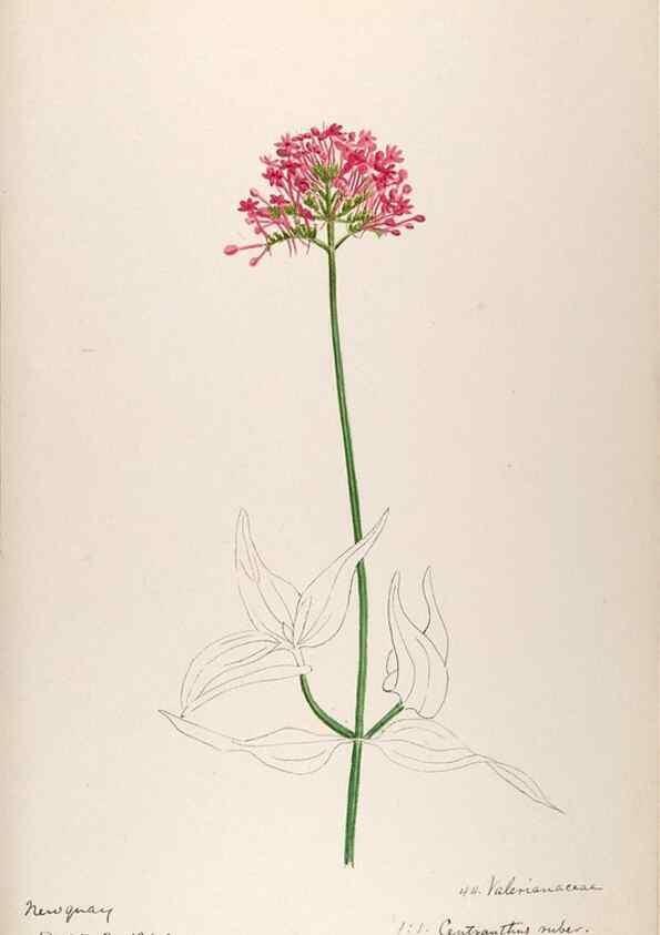 Reproducción/Reproduction 48792826932: [Water-color sketches of plants of North America and Europe]. . 