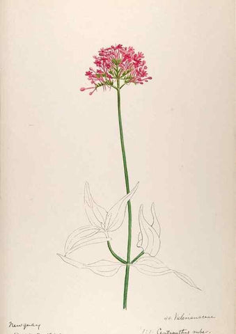 Reproducción/Reproduction 48792826932: [Water-color sketches of plants of North America and Europe]. . 