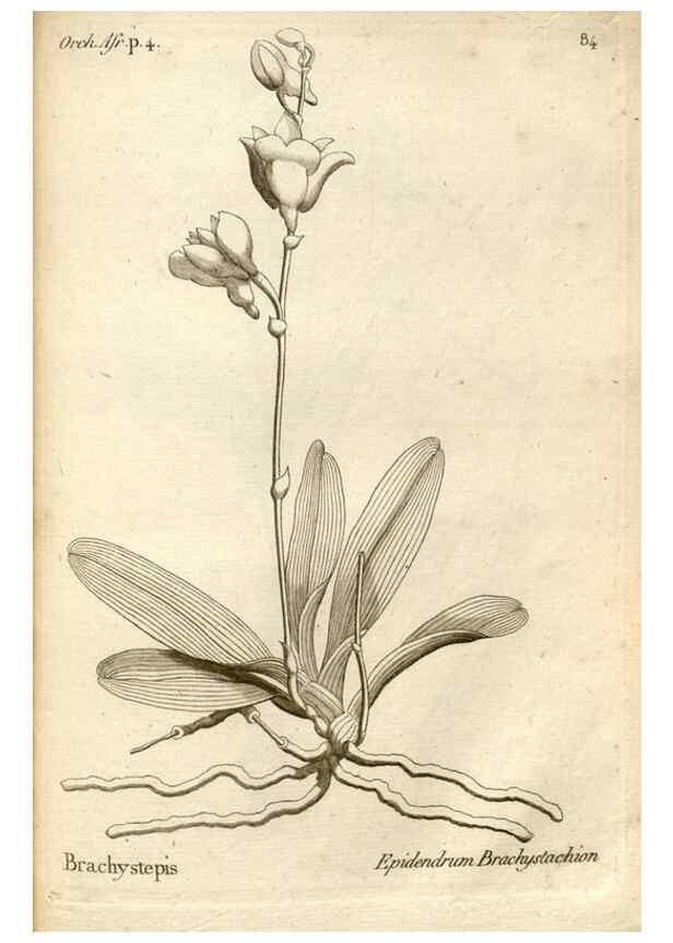Reproducción/Reproduction 49121631927: Histoire particulière des plantes Orchidées recueillies sur les trois îles australes d'Afrique, de France, de Bourbon et de Madagascar /. Paris :L'auteur,1822.. 
