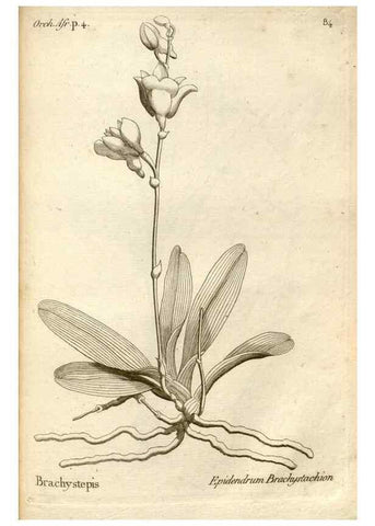 Reproducción/Reproduction 49121631927: Histoire particulière des plantes Orchidées recueillies sur les trois îles australes d'Afrique, de France, de Bourbon et de Madagascar /. Paris :L'auteur,1822.. 