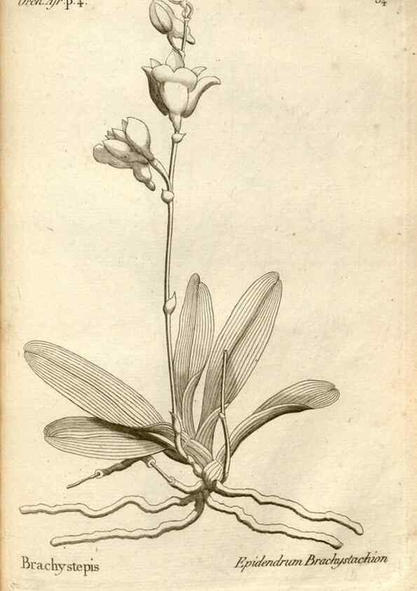 Reproducción/Reproduction 49121631927: Histoire particulière des plantes Orchidées recueillies sur les trois îles australes d'Afrique, de France, de Bourbon et de Madagascar /. Paris :L'auteur,1822.. 