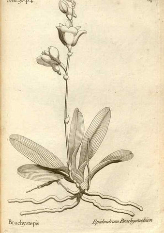 Reproducción/Reproduction 49121631927: Histoire particulière des plantes Orchidées recueillies sur les trois îles australes d'Afrique, de France, de Bourbon et de Madagascar /. Paris :L'auteur,1822.. 
