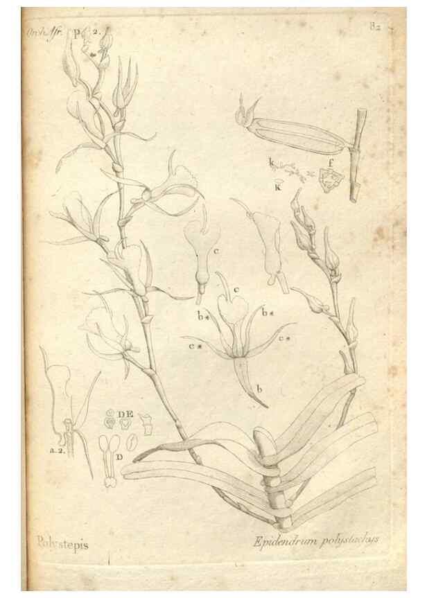 Reproducción/Reproduction 49120938133: Histoire particulière des plantes Orchidées recueillies sur les trois îles australes d'Afrique, de France, de Bourbon et de Madagascar /. Paris :L'auteur,1822.. 