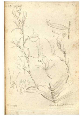 Reproducción/Reproduction 49120938133: Histoire particulière des plantes Orchidées recueillies sur les trois îles australes d'Afrique, de France, de Bourbon et de Madagascar /. Paris :L'auteur,1822.. 