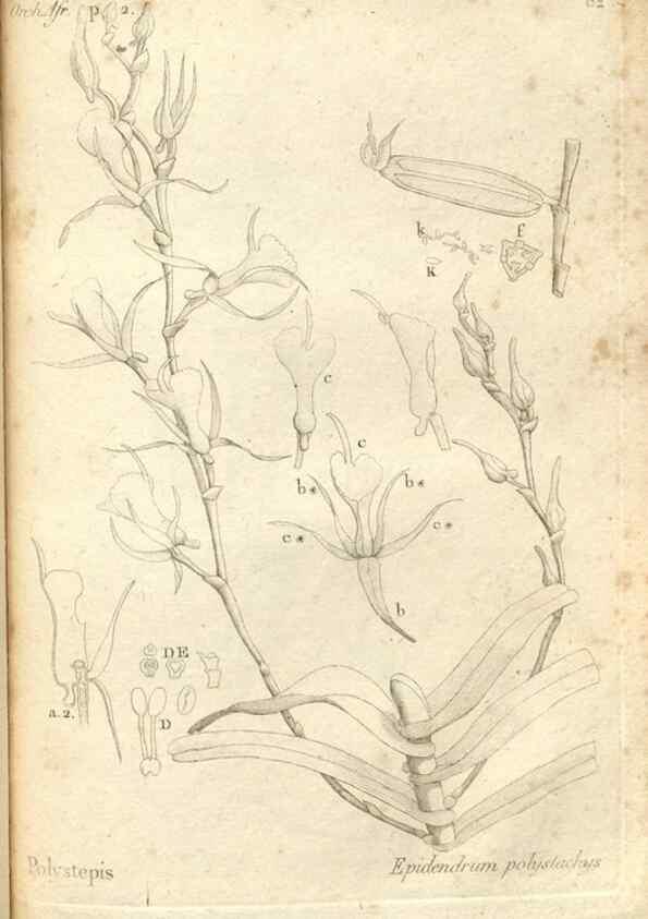Reproducción/Reproduction 49120938133: Histoire particulière des plantes Orchidées recueillies sur les trois îles australes d'Afrique, de France, de Bourbon et de Madagascar /. Paris :L'auteur,1822.. 