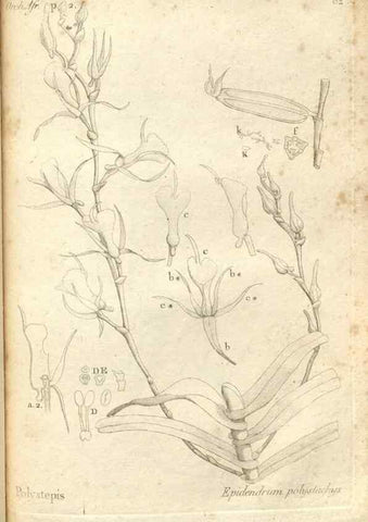 Reproducción/Reproduction 49120938133: Histoire particulière des plantes Orchidées recueillies sur les trois îles australes d'Afrique, de France, de Bourbon et de Madagascar /. Paris :L'auteur,1822.. 