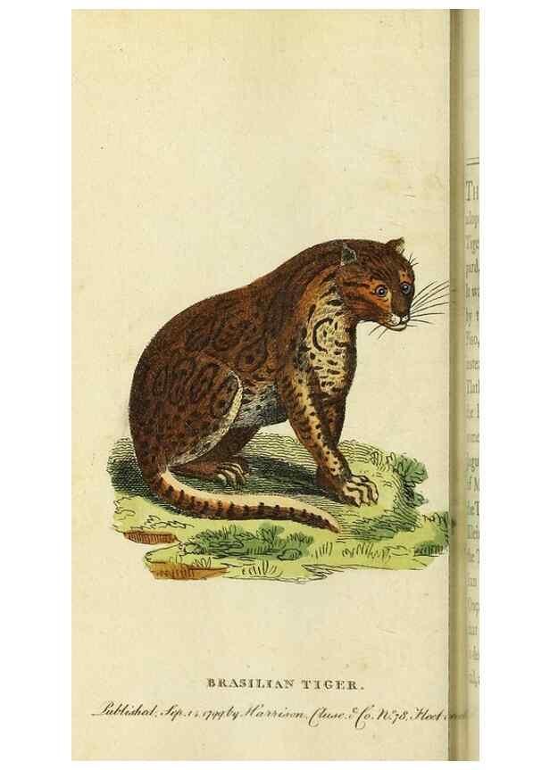 Reproducción/Reproduction 49095170411: The Naturalist's Pocket Magazine or compleat cabinet of the curiosities and beauties of nature.. London.. 
