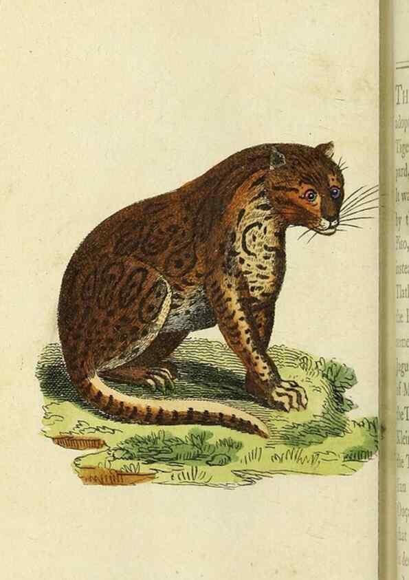Reproducción/Reproduction 49095170411: The Naturalist's Pocket Magazine or compleat cabinet of the curiosities and beauties of nature.. London.. 