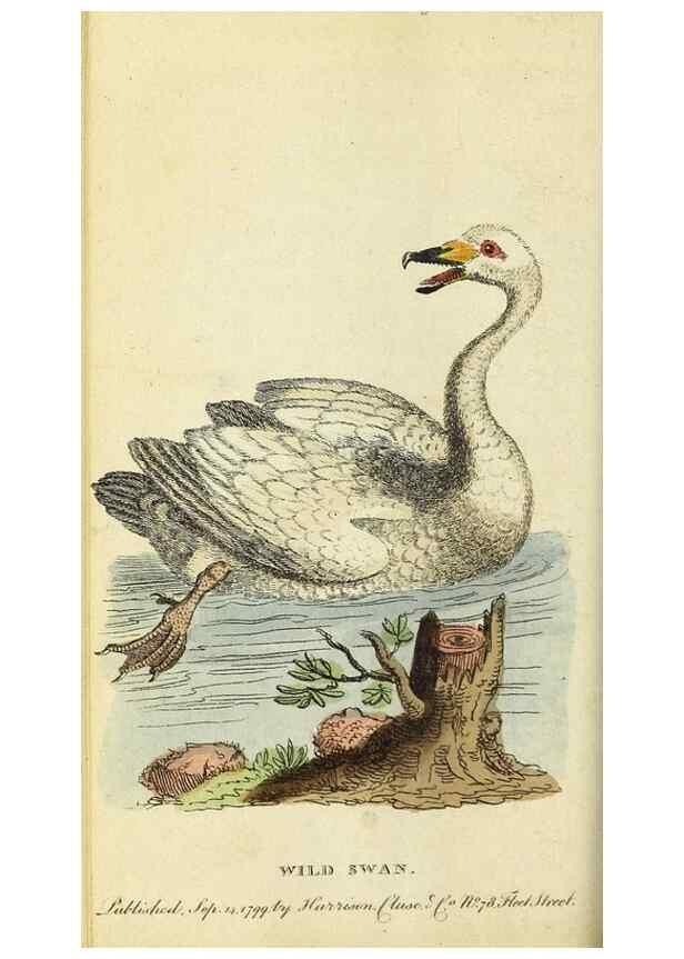 Reproducción/Reproduction 49094652048: The Naturalist's Pocket Magazine or compleat cabinet of the curiosities and beauties of nature.. London.. 
