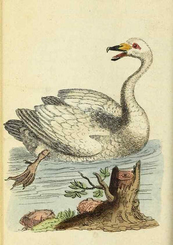 Reproducción/Reproduction 49094652048: The Naturalist's Pocket Magazine or compleat cabinet of the curiosities and beauties of nature.. London.. 