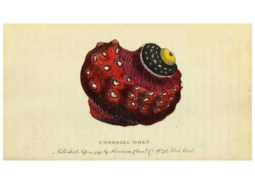 Reproducción/Reproduction 49095171151: The Naturalist's Pocket Magazine or compleat cabinet of the curiosities and beauties of nature.. London.. 