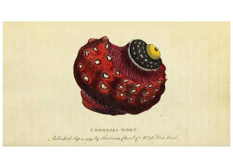 Reproducción/Reproduction 49095171151: The Naturalist's Pocket Magazine or compleat cabinet of the curiosities and beauties of nature.. London.. 