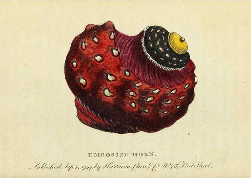 Reproducción/Reproduction 49095171151: The Naturalist's Pocket Magazine or compleat cabinet of the curiosities and beauties of nature.. London.. 