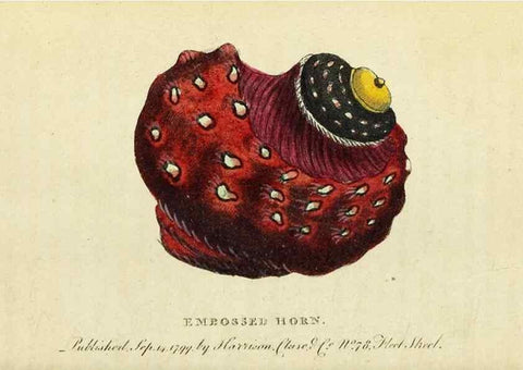 Reproducción/Reproduction 49095171151: The Naturalist's Pocket Magazine or compleat cabinet of the curiosities and beauties of nature.. London.. 