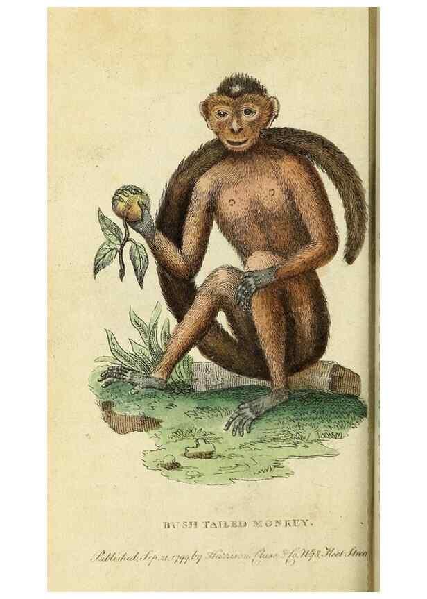 Reproducción/Reproduction 49094652803: The Naturalist's Pocket Magazine or compleat cabinet of the curiosities and beauties of nature.. London.. 