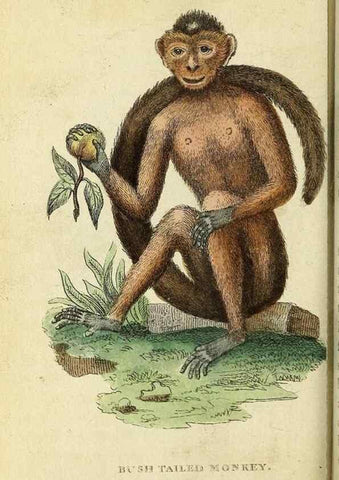 Reproducción/Reproduction 49094652803: The Naturalist's Pocket Magazine or compleat cabinet of the curiosities and beauties of nature.. London.. 