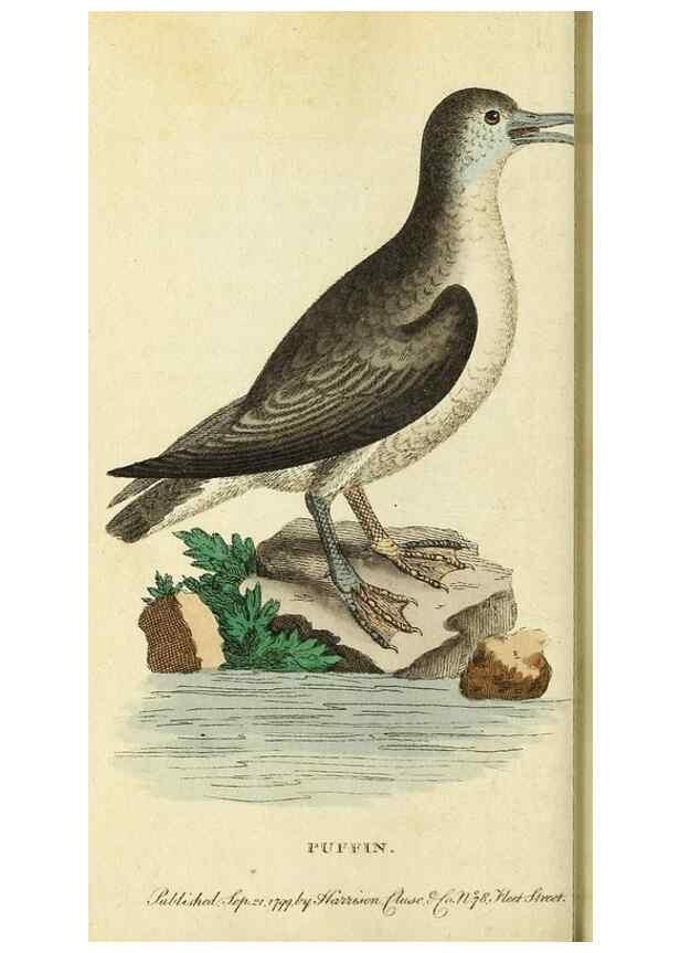 Reproducción/Reproduction 49094653233: The Naturalist's Pocket Magazine or compleat cabinet of the curiosities and beauties of nature.. London.. 