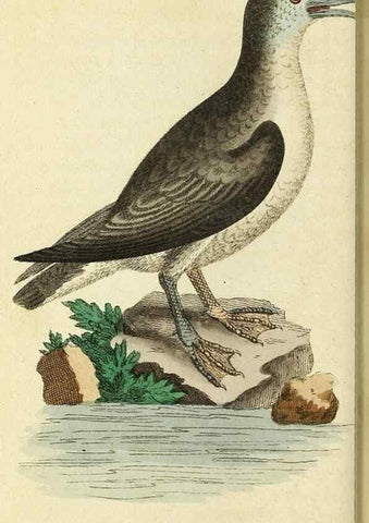 Reproducción/Reproduction 49094653233: The Naturalist's Pocket Magazine or compleat cabinet of the curiosities and beauties of nature.. London.. 