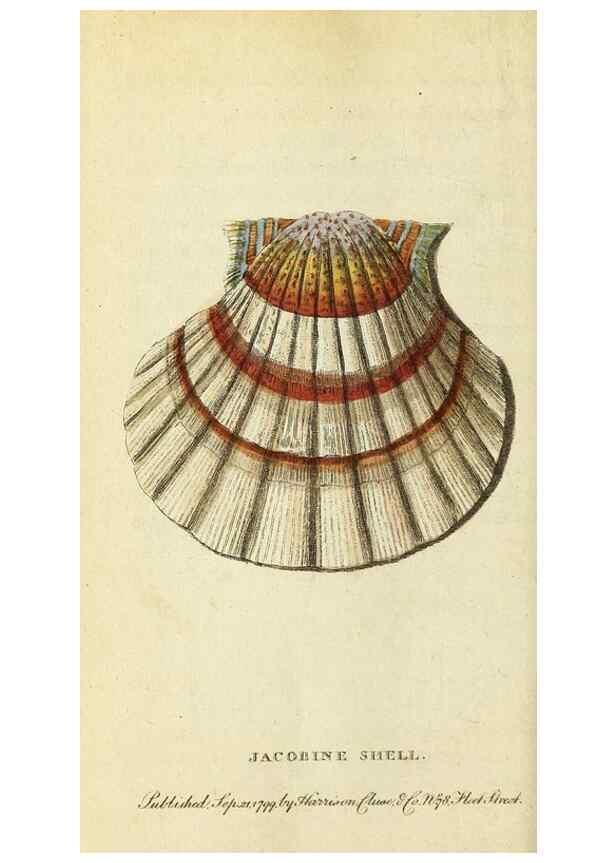 Reproducción/Reproduction 49095361327: The Naturalist's Pocket Magazine or compleat cabinet of the curiosities and beauties of nature.. London.. 