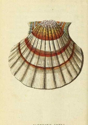 Reproducción/Reproduction 49095361327: The Naturalist's Pocket Magazine or compleat cabinet of the curiosities and beauties of nature.. London.. 