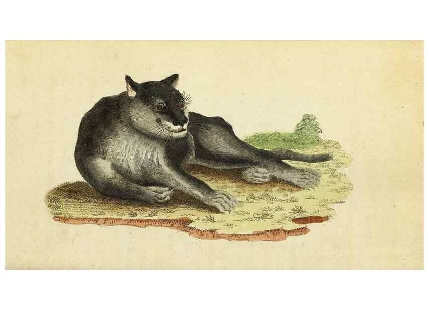 Reproducción/Reproduction 49094653953: The Naturalist's Pocket Magazine or compleat cabinet of the curiosities and beauties of nature.. London.. 