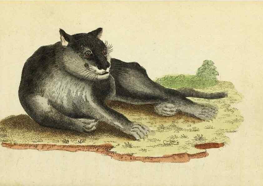 Reproducción/Reproduction 49094653953: The Naturalist's Pocket Magazine or compleat cabinet of the curiosities and beauties of nature.. London.. 