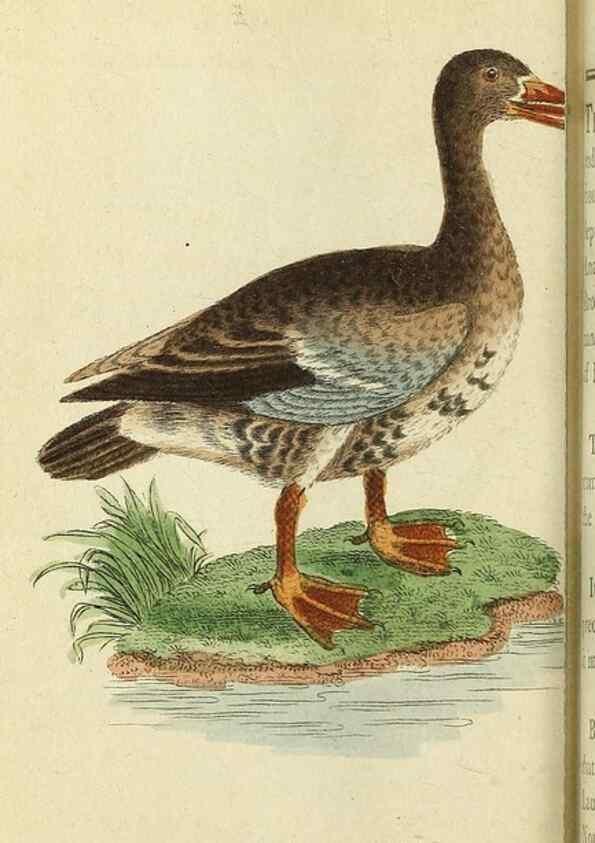 Reproducción/Reproduction 49095362002: The Naturalist's Pocket Magazine or compleat cabinet of the curiosities and beauties of nature.. London.. 