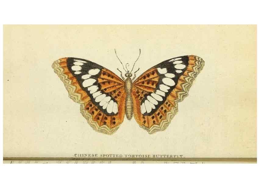 Reproducción/Reproduction 49095362352: The Naturalist's Pocket Magazine or compleat cabinet of the curiosities and beauties of nature.. London.. 