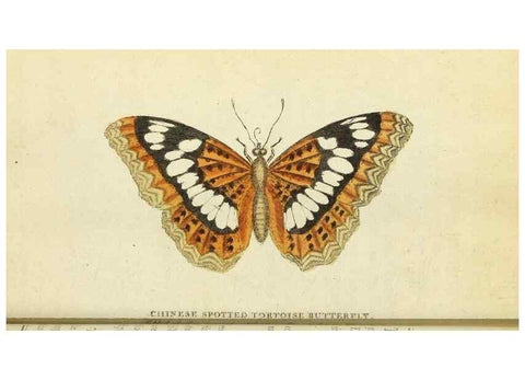 Reproducción/Reproduction 49095362352: The Naturalist's Pocket Magazine or compleat cabinet of the curiosities and beauties of nature.. London.. 