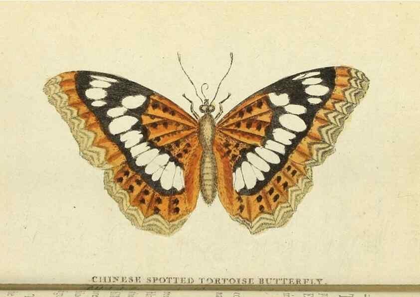 Reproducción/Reproduction 49095362352: The Naturalist's Pocket Magazine or compleat cabinet of the curiosities and beauties of nature.. London.. 