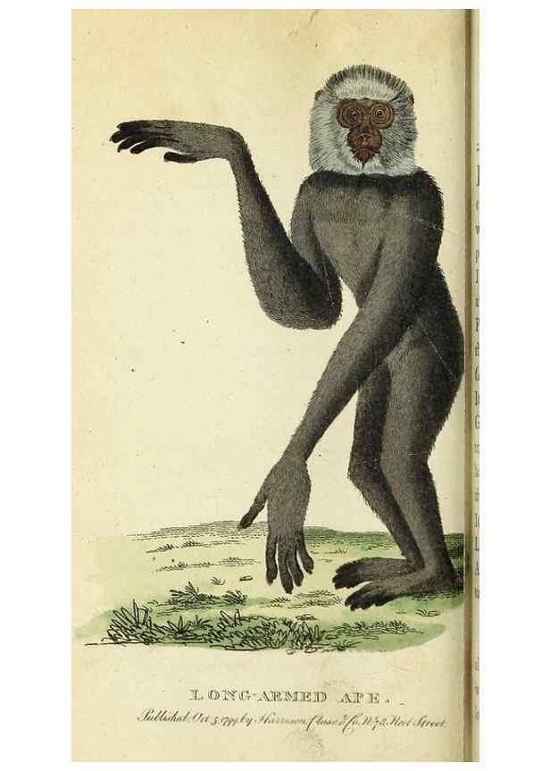 Reproducción/Reproduction 49095362722: The Naturalist's Pocket Magazine or compleat cabinet of the curiosities and beauties of nature.. London.. 