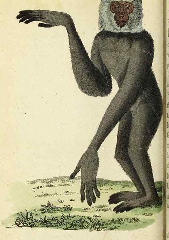 Reproducción/Reproduction 49095362722: The Naturalist's Pocket Magazine or compleat cabinet of the curiosities and beauties of nature.. London.. 