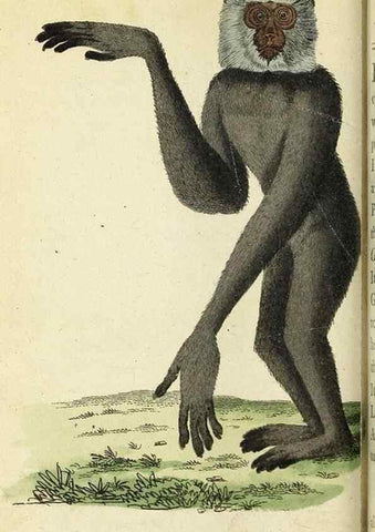 Reproducción/Reproduction 49095362722: The Naturalist's Pocket Magazine or compleat cabinet of the curiosities and beauties of nature.. London.. 