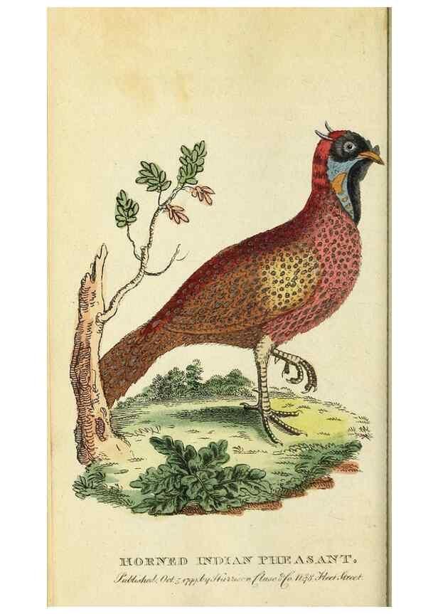 Reproducción/Reproduction 49095363022: The Naturalist's Pocket Magazine or compleat cabinet of the curiosities and beauties of nature.. London.. 