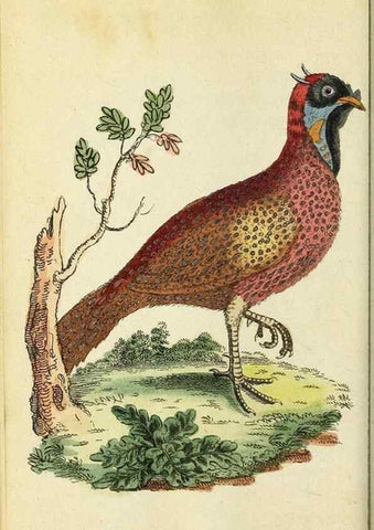 Reproducción/Reproduction 49095363022: The Naturalist's Pocket Magazine or compleat cabinet of the curiosities and beauties of nature.. London.. 