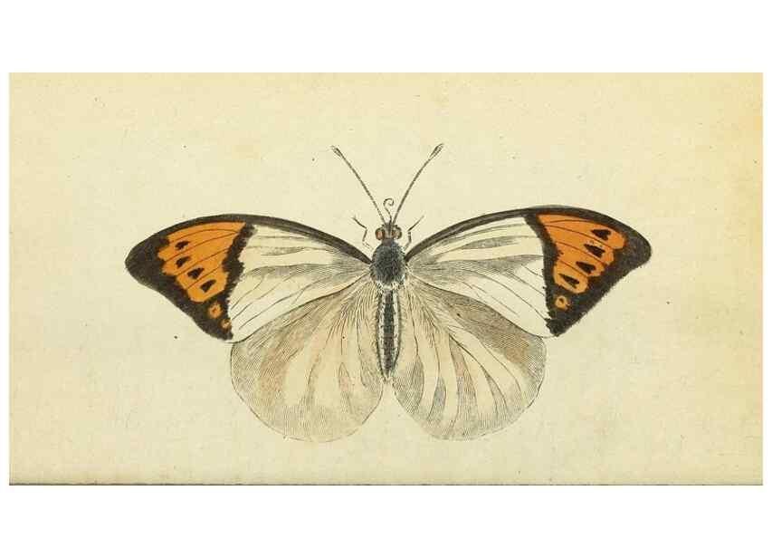 Reproducción/Reproduction 49095363287: The Naturalist's Pocket Magazine or compleat cabinet of the curiosities and beauties of nature.. London.. 