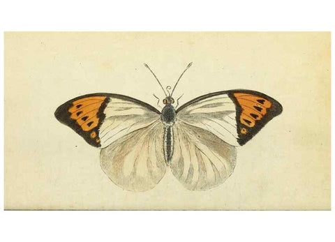 Reproducción/Reproduction 49095363287: The Naturalist's Pocket Magazine or compleat cabinet of the curiosities and beauties of nature.. London.. 