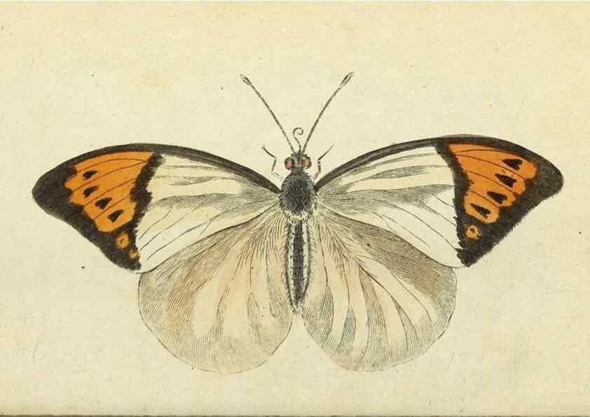 Reproducción/Reproduction 49095363287: The Naturalist's Pocket Magazine or compleat cabinet of the curiosities and beauties of nature.. London.. 