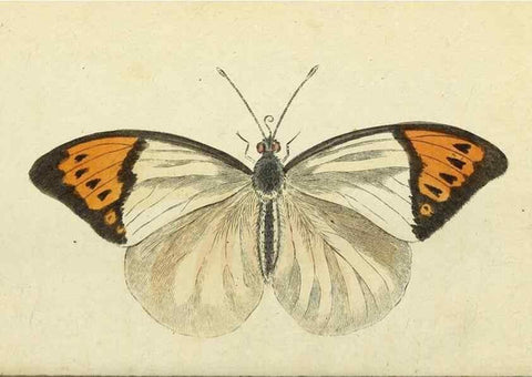 Reproducción/Reproduction 49095363287: The Naturalist's Pocket Magazine or compleat cabinet of the curiosities and beauties of nature.. London.. 