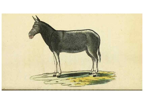 Reproducción/Reproduction 49095363632: The Naturalist's Pocket Magazine or compleat cabinet of the curiosities and beauties of nature.. London.. 