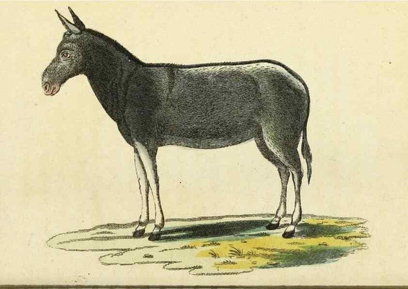 Reproducción/Reproduction 49095363632: The Naturalist's Pocket Magazine or compleat cabinet of the curiosities and beauties of nature.. London.. 