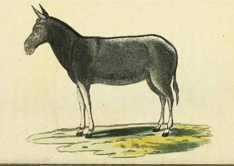 Reproducción/Reproduction 49095363632: The Naturalist's Pocket Magazine or compleat cabinet of the curiosities and beauties of nature.. London.. 